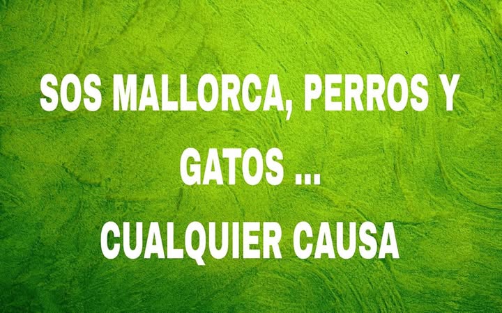 Tierschutz-Community auf Mallorca — Facebook-Gruppen und Vernetzung
